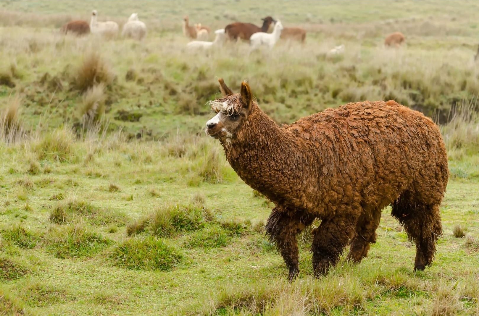 Price Of An Alpaca