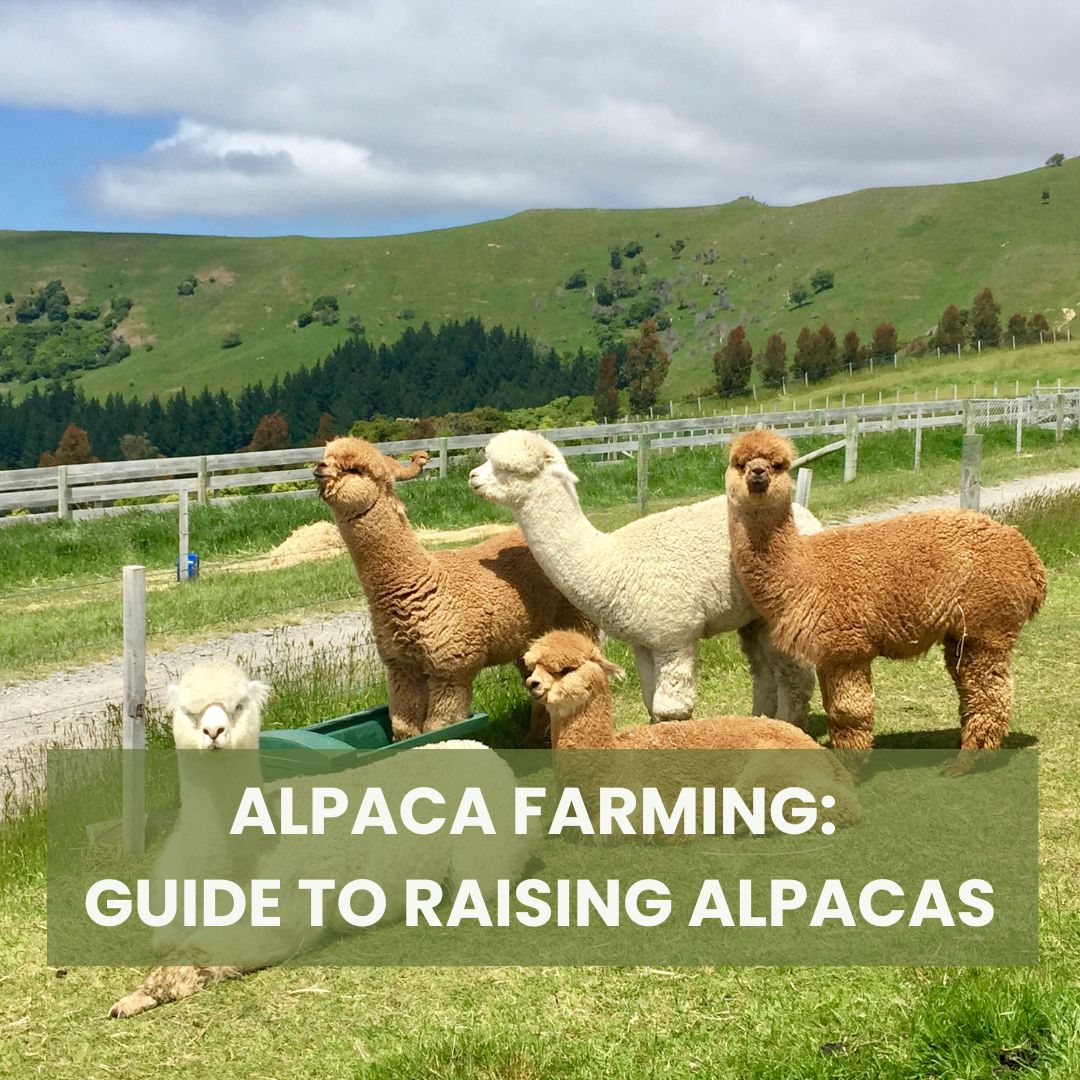 SURPRISED Alpaca Shearing Technique 🦙 - Alpaca Wool Processing in