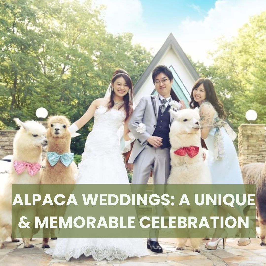 Alpaca Weddings: A Unique And Memorable Celebration