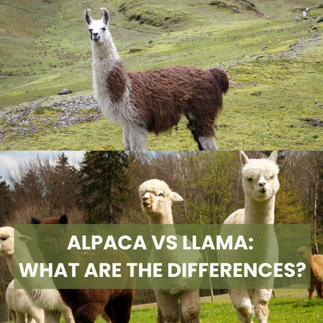 Alpaca vs Llama