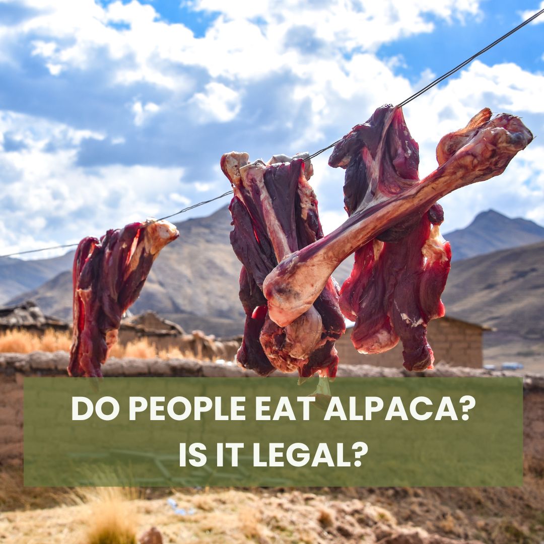 Do People Eat Alpaca