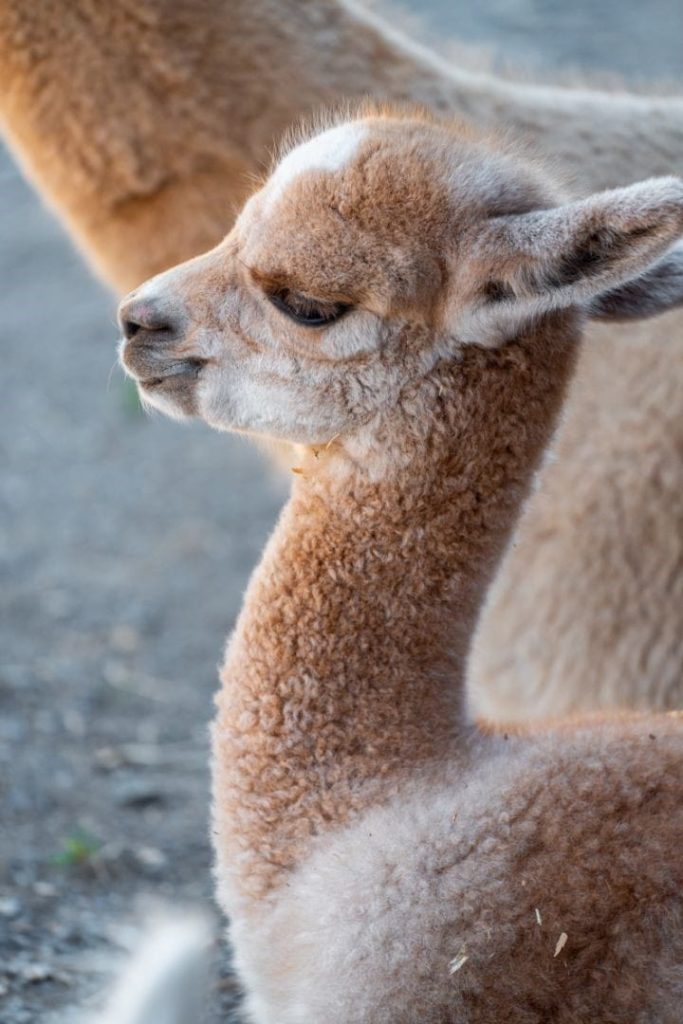brown baby alpaca
