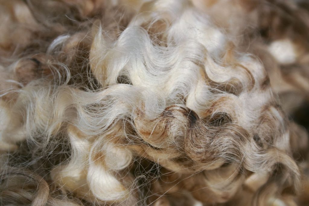 New Zealand merino wool