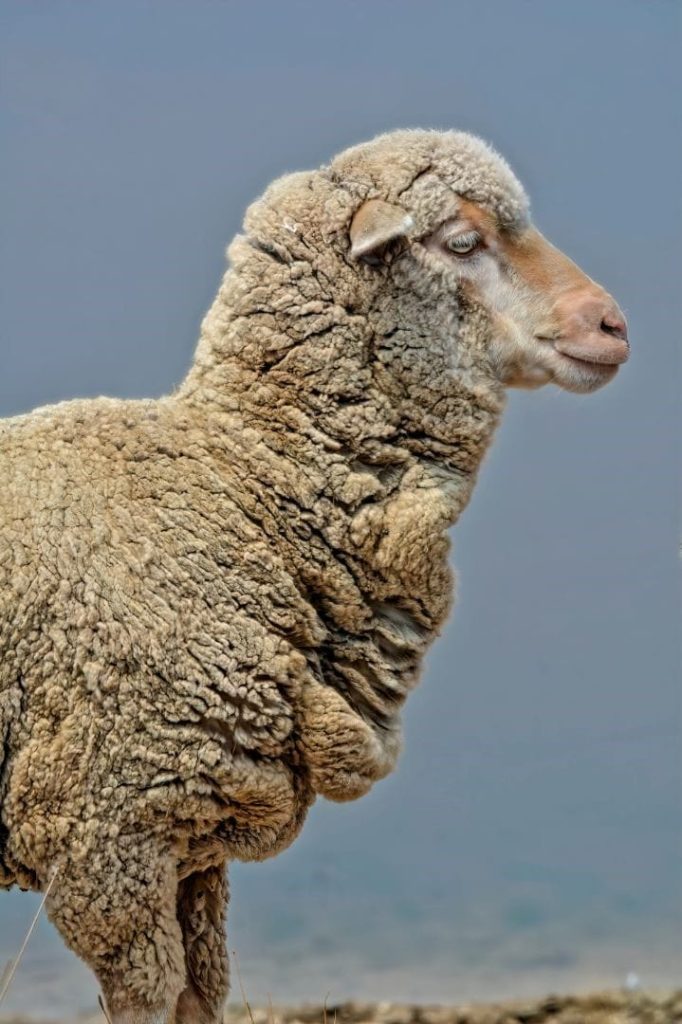 one merino sheep